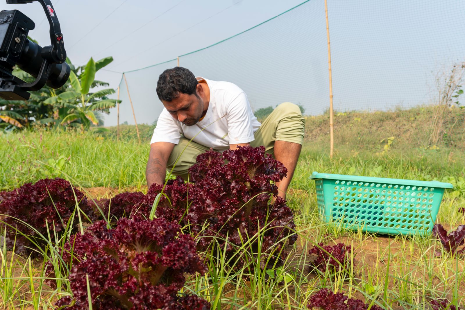 NaturallyGood - Premium Organic Vegetables Delivered Fresh | Farm to Table